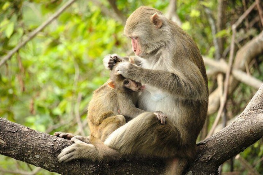 Silver Leaf Monkeys and Firefly Tour with Boat Ride and Seafood Dinner