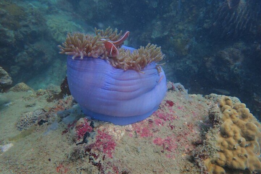 Hon Mun Island Half-Day Snorkeling Guided Tour from Nha Trang