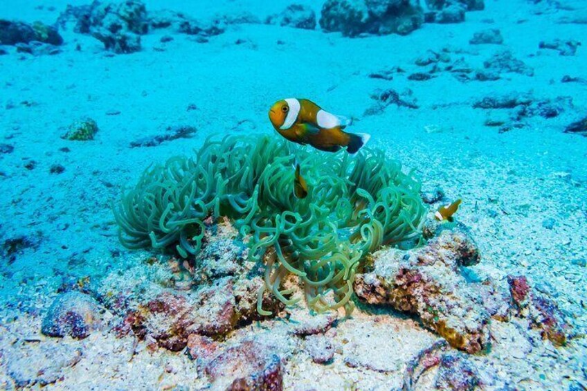 Krabi 4 Islands Day Trip
