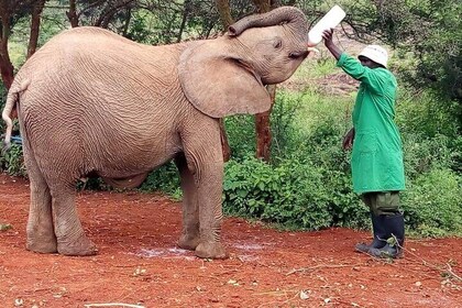 Elephants,Giraffe center, Blixen Museum $ Bomas of Kenya