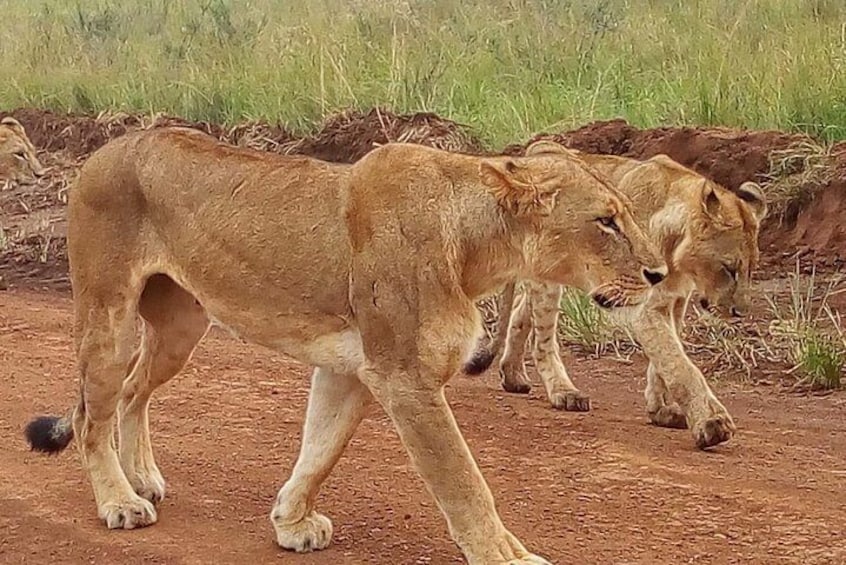 Safari Tour; Nairobi National Park