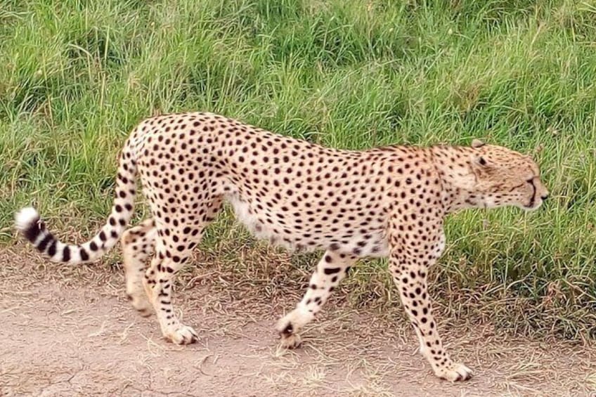 Safari Tour; Nairobi National Park