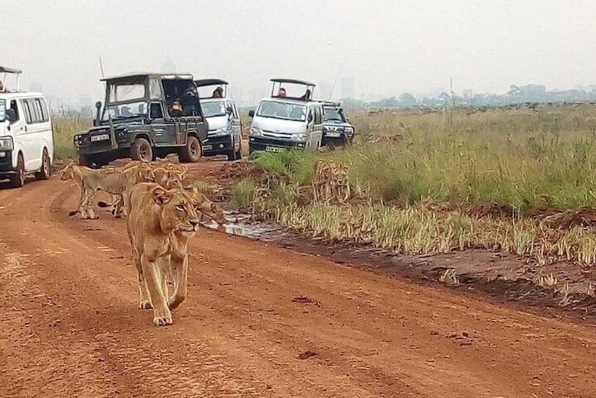 Safari Tour; Nairobi National Park