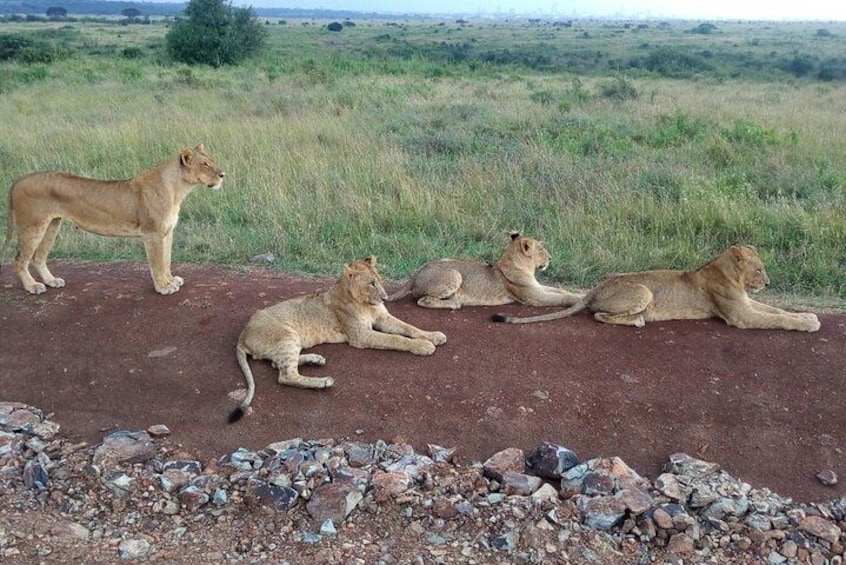Safari Tour; Nairobi National Park