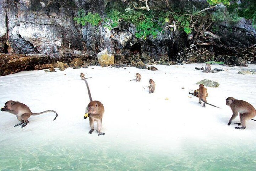 Monkey Beach