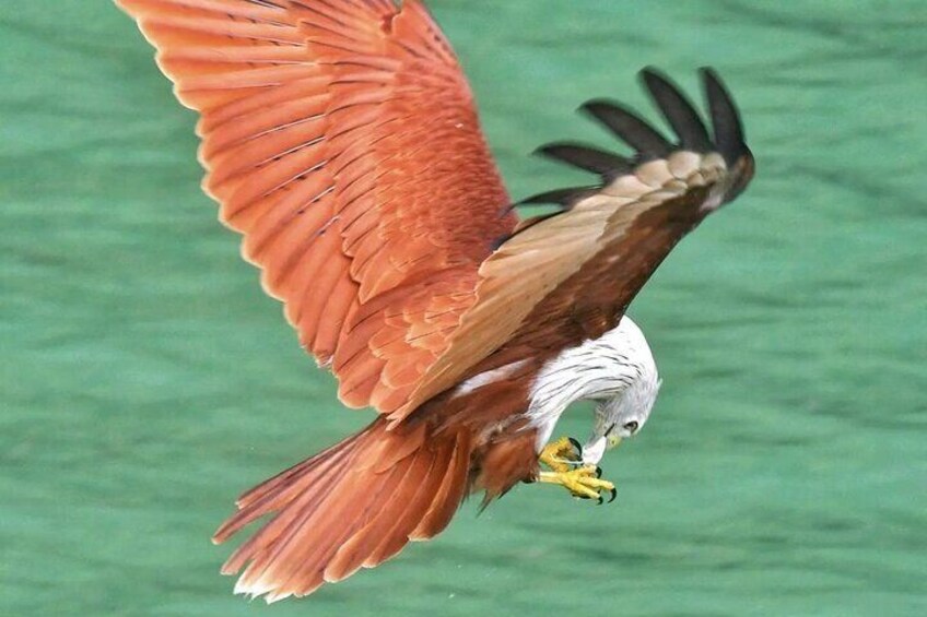Sea Eagle in Phang Nga Bay