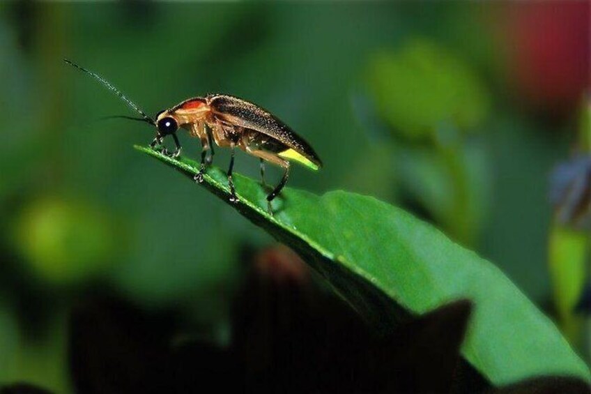 Private Bohol Firefly Watching Cruise