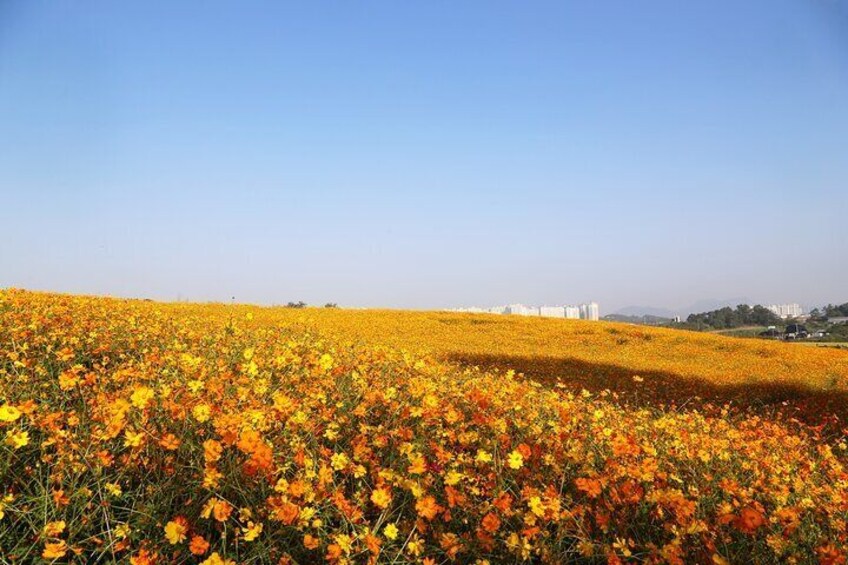 Anseong UNESCO Performance/Kimchi Making One Day Tour from Seoul