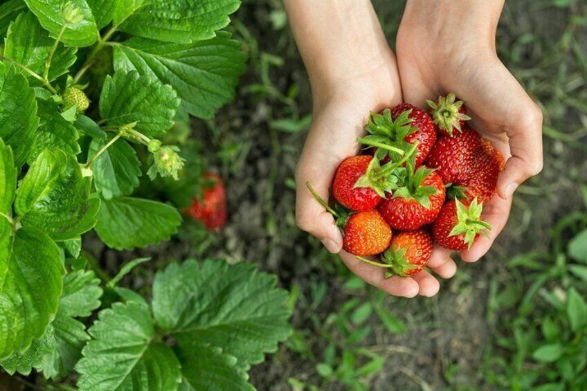 Strawberry picking