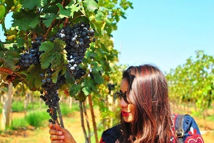 Vineyard Tour to Beautiful Nandi Hills including Wine Tasting & Private Tra...