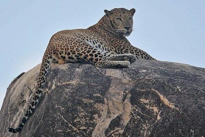 Narlai Leopard Safari and Village Walk