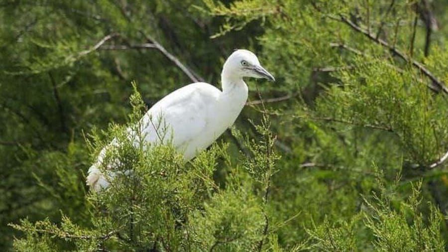 Karnala Bird Sanctuary