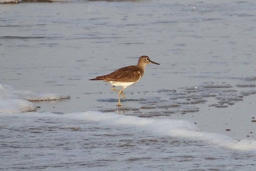 Visit to Vedanthangal Bird Sanctuary from Chennai