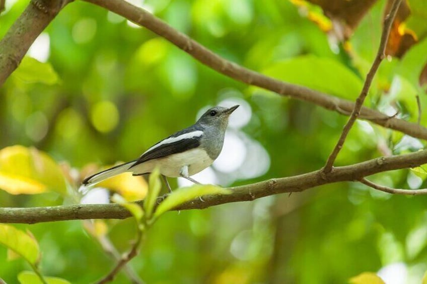 Visit to Vedanthangal Bird Sanctuary from Chennai