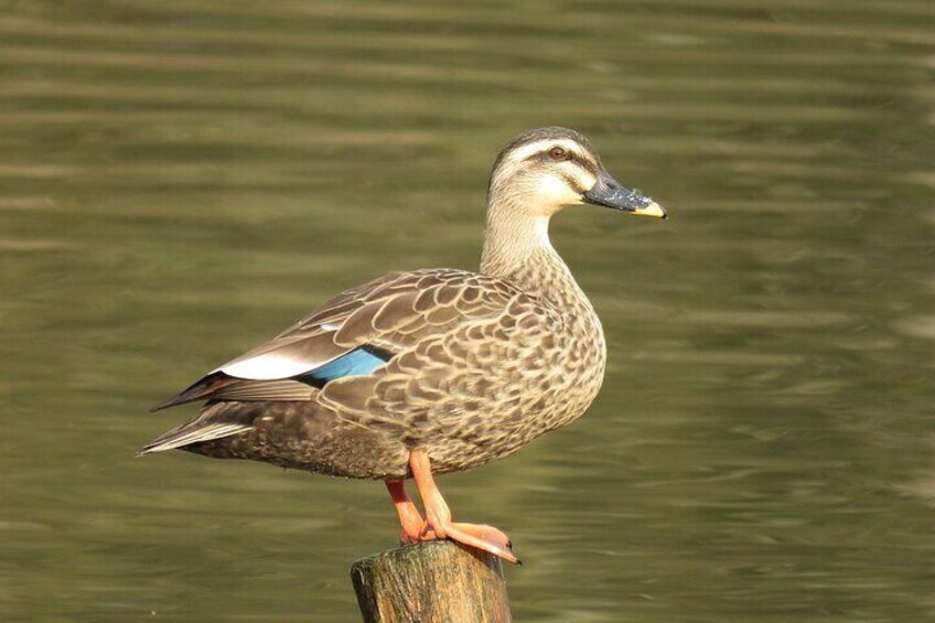 Visit to Vedanthangal Bird Sanctuary from Chennai