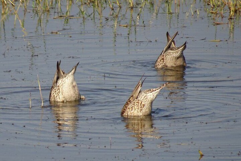 Visit to Vedanthangal Bird Sanctuary from Chennai