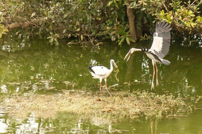 Visit to Vedanthangal Bird Sanctuary from Chennai