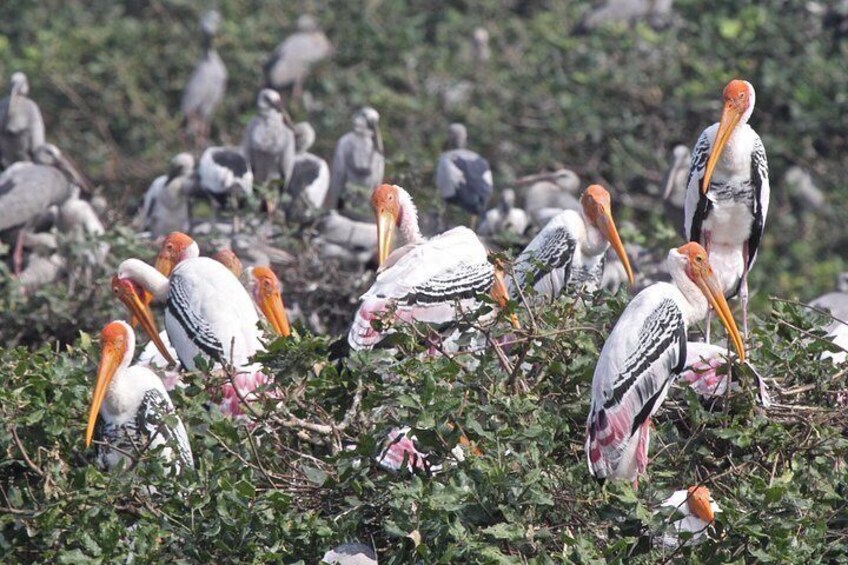 Vedanthangal Bird Sanctuary