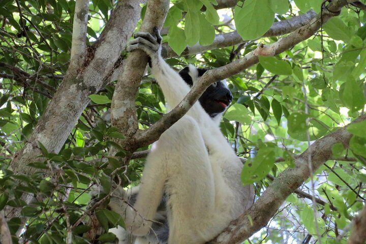 Morondava Day Tour to Kirindy Park and Baobab Avenue