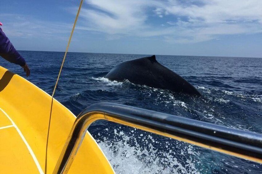 Immersive dolphin and whale watching mission on a secret boat – Trincomalee
