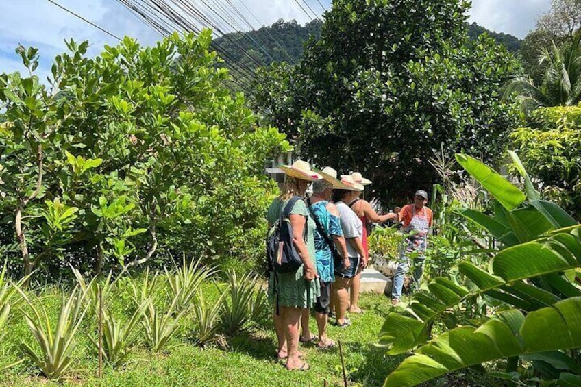 Veggies garden tour