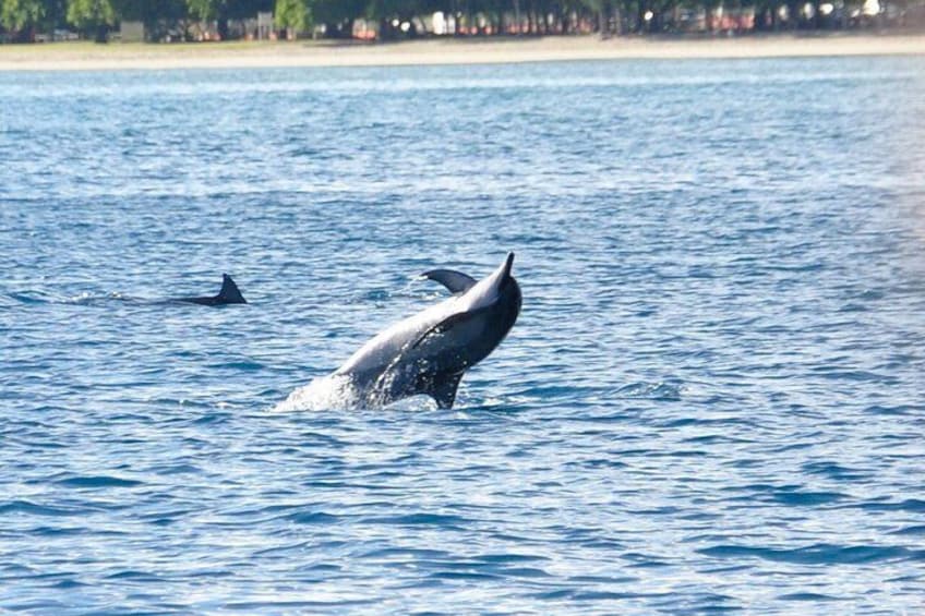 Swimming with dolphins