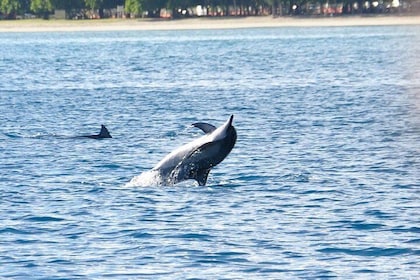 Dolphins Encounter and Whale Watching