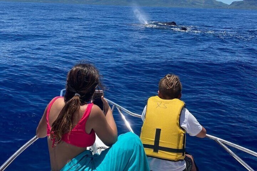 Dolphins Encounter and Whale Watching