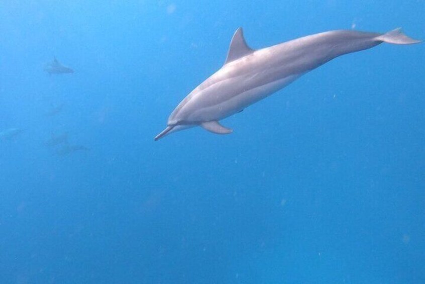 Dolphins Encounter and Whale Watching