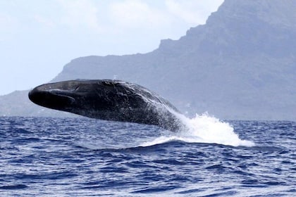 Observation des baleines