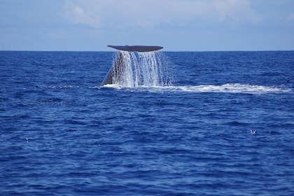 Whale watching - Exclusivity