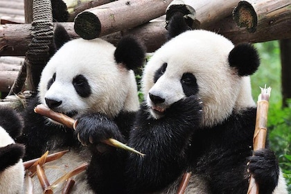 Chengdu Private Sightseeing Tour with Panda Breeding Centre Visit