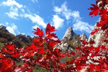 Gita di un giorno al Monte Seorak+Isola di Nami+Giardino della calma mattut...