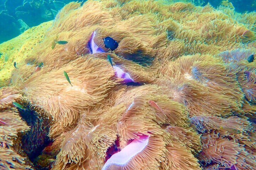 Coral on snorkeling