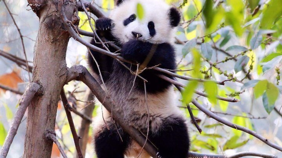 Half-day Private Panda Tour with Vegetarian Lunch in Nunnery