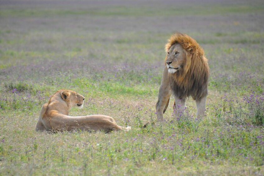 Tanzania Wildlife Encounters - 6 Days