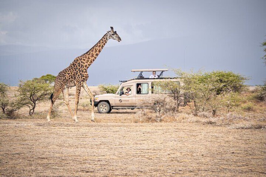 Spotting a Giraffe