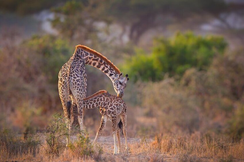 Giraffe and her calf