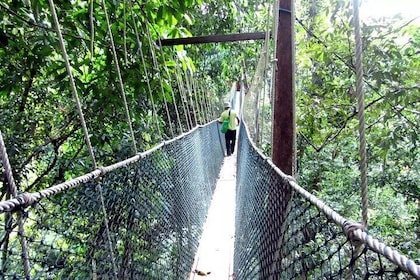 Taman Negara Day Tour with Canopy Walk