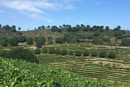 Private Tea Picking Tour and Taste in Yangshuo
