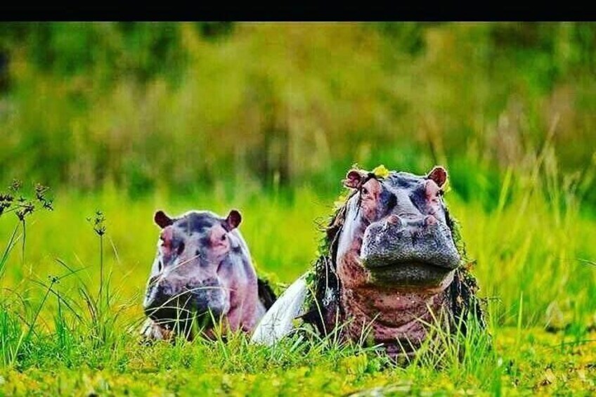 Hippo viewing on Lake Naivasha