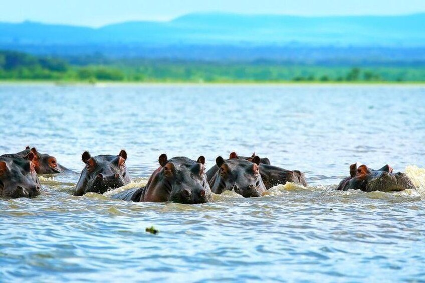 wildlife in the waters