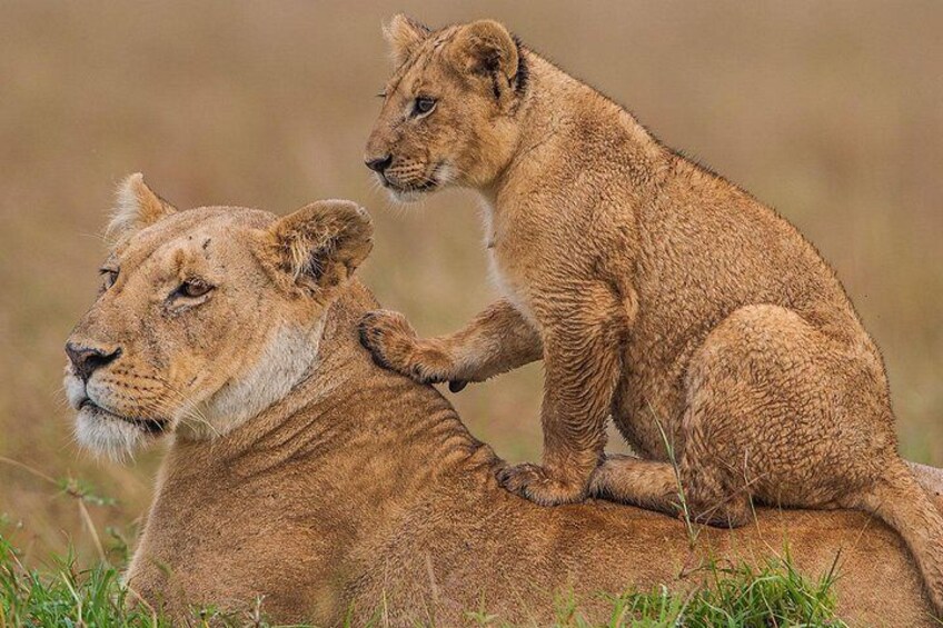 Lioness and her cub in the Mara
