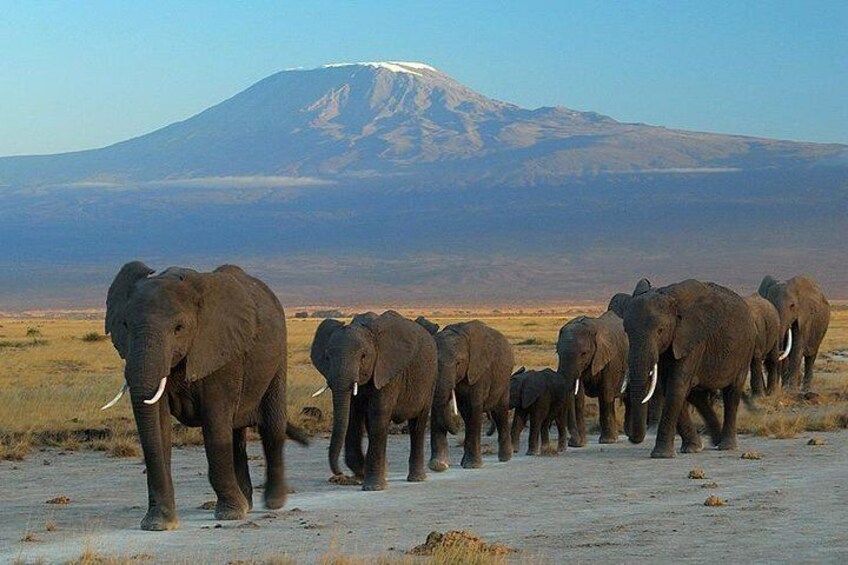 "Gentle giants beneath towering peaks: elephants journey against the mountain backdrop.