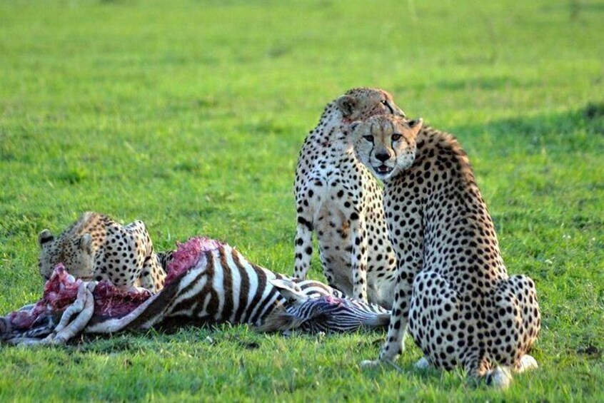 cheetahs having a snack