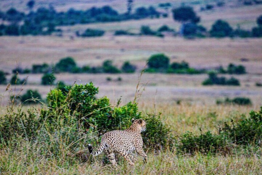 4 days group joining budget safari to Maasai Mara only