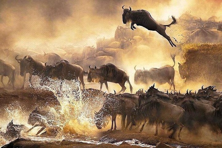 wildebeests crossing