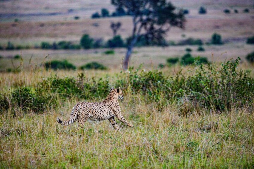 4 days group joining budget safari to Maasai Mara only