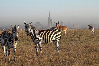 Vroege ochtend Halve dag Mini Safari naar Nairobi National Park