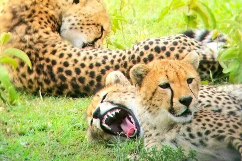 Cheetah in Nairobi National Park relaxing